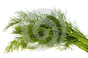 Fresh fennel isolated