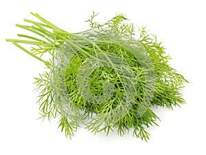 Fresh fennel leaves