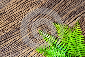 Fresh fern border on grunge wood background