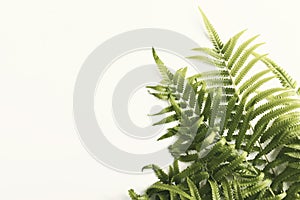 Fresh fern branch green leaves isolated on white background for