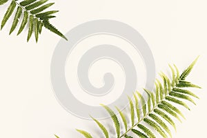 Fresh fern branch green leaves isolated on white background for