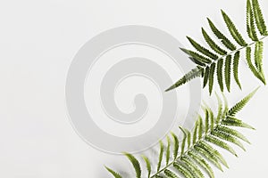 Fresh fern branch green leaves isolated on white background of the tropical natural which has jungle green foliage. Texture for