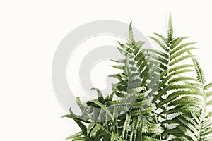 Fresh fern branch green leaves isolated on white background of the tropical natural which has jungle green foliage. Texture for