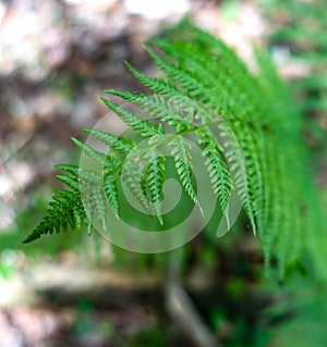 Fresh fern leaf Detail in the forest
