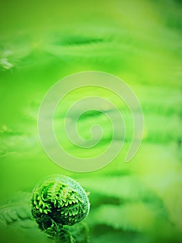 Fresh fern leaf, unrolling a young frond at a botanical garden