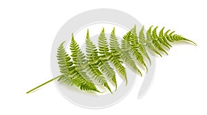 Fresh fern plant