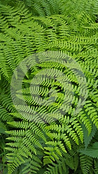 Fresh ferns