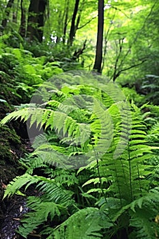 fresh ferns unfurling in a lush green woodland