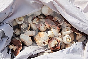 Fresh Field Mushrooms