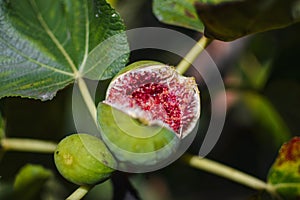 Fresh fig detail