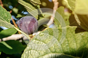 fresh fig fruit from fig tree