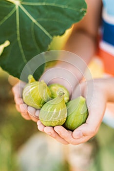 Fresh figs