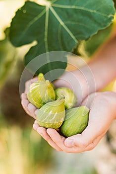 Fresh figs