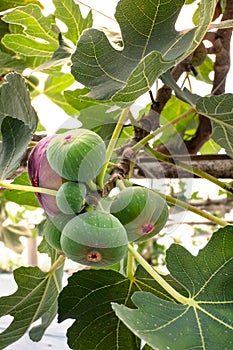 Fresh Figs fruit