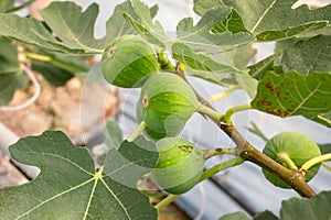 Fresh Figs fruit