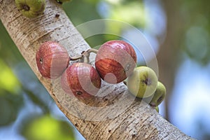 Fresh Figs fruit hanging on the branch of Indian fig tree or goolar  gular, in Bengali Dumur fruit edible with purplish red skin