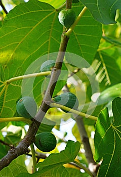 Fresh figs growing on a tree