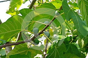 Fresh figs growing on a tree