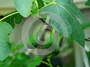 Fresh figs hanging from a tree