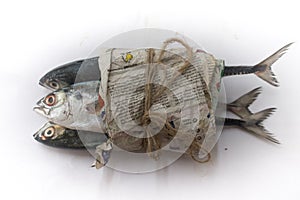 Fresh Finletted Mackerel Fish or Torpedo Fish wraped on a news paper and tide with a wire jute.Selective Focus.