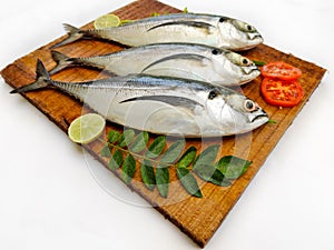 Fresh Finletted Mackerel Fish (Torpedo Scad) decorated with herbs .