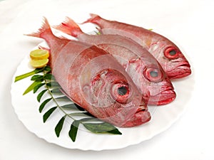 Fresh Finned Bulls eye Fish Priacanthus Hamrur/ Moontail Bullseye Fish,Decorated with Lemon slice and Curry leaves ,white photo