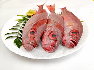 Fresh Finned Bulls eye Fish Priacanthus Hamrur/ Moontail Bullseye Fish,Decorated with Lemon slice and Curry leaves ,white photo