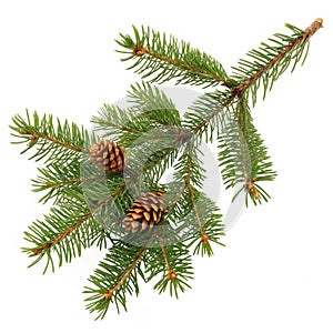 Fir tree branch isolated on white background photo