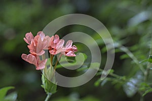 Fresh Firecracker flower found in my garden