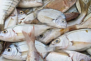 Fresh fish