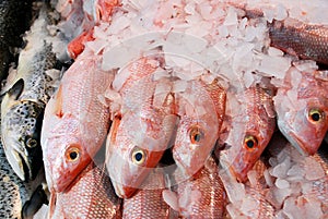 Fresh Fish