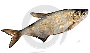 Fresh fish (abramis ballerus )