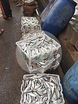 fresh fish already to sell