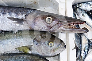 Fresh fish - barracuda
