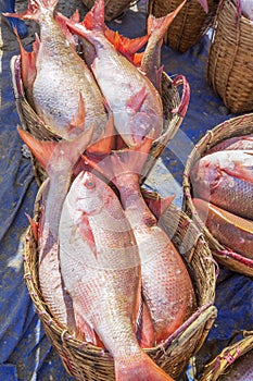 Fresh Fish in basket at Long Hai fish market