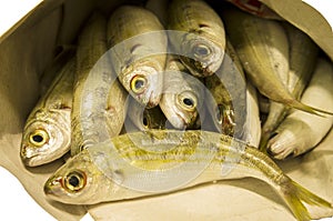 Fresh fish boops family sparidae photo