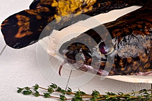 Fresh fish burbot on white plate, close up, white background