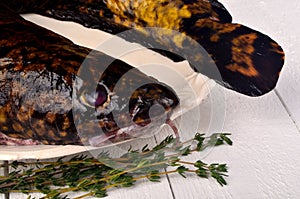 Fresh fish burbot on white plate, close up, white background