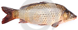 Fresh fish carp