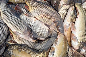 Fresh fish carp