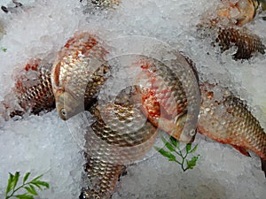 Fresh fish a carp or carp, sprinkled with pieces of ice