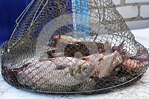Fresh fish carp in metal net. Fishing and fisherman`s catch. Close-up