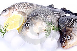 Fresh fish carp on a white background and ice and lemon
