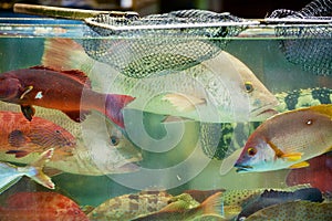 Fresh fish catch of the day behind the wet stall glass at the seafood market in Hong Kong, China