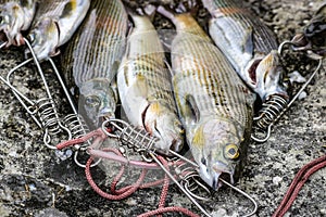 Fresh fish catch on a stone, grayling close-up on a fish stringer. Fishing and mining