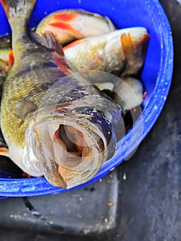 Fresh fish caught from sea LÃ¤Ã¤nemeri