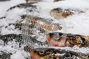 Fresh fish, common carp, on a refrigerated counter in a store among crushed ice.