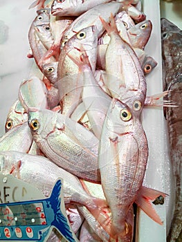 Fresh fish Common pandora in the market. Isla Crsitina, Huelva, Spain