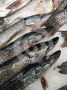 Fresh fish on the counter of the store