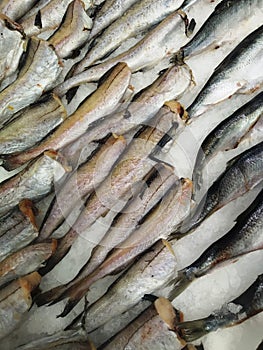 Fresh fish on the counter of the store